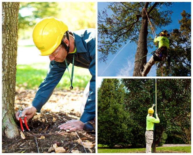 Review Haskell tree service inc image 295097