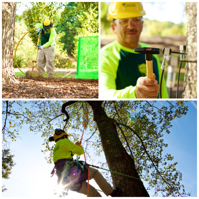 Review Haskell tree service inc image 295100