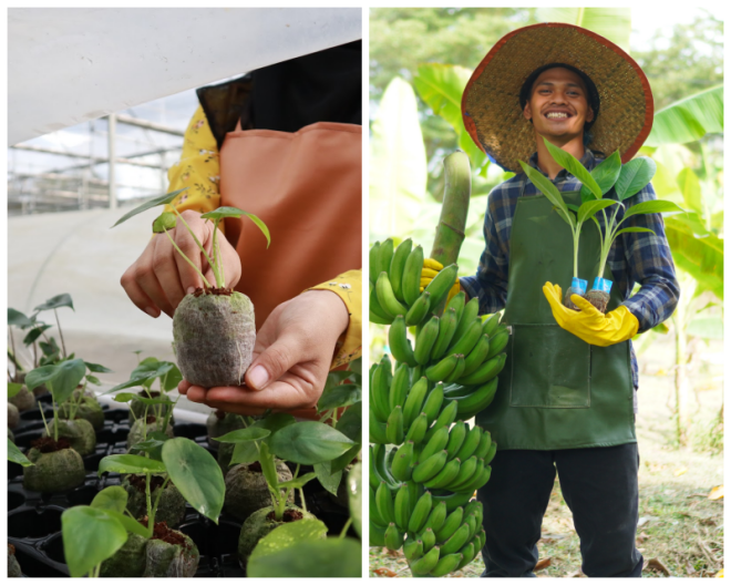 Review Hijau Agri Indonesia image 94414