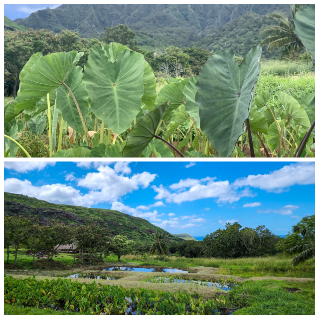 Review Ka'ala Farm, Inc. image 101518
