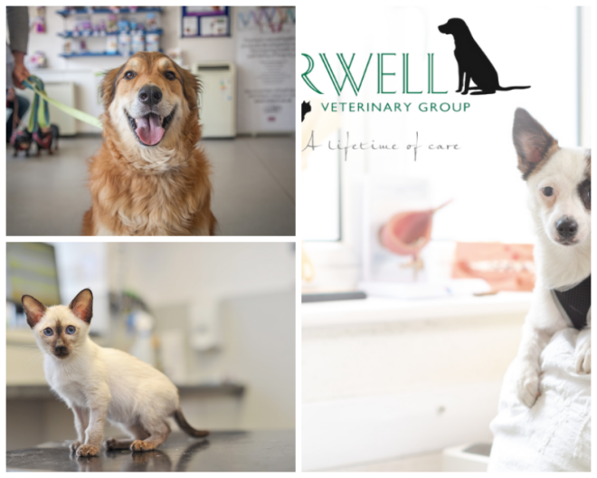 Review Orwell Veterinary Group image 23351