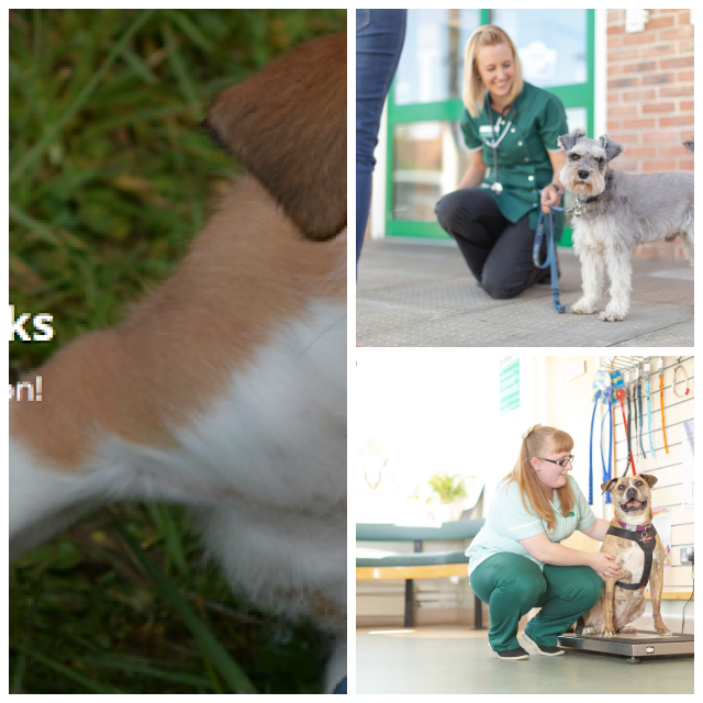 Review Orwell Veterinary Group image 23352