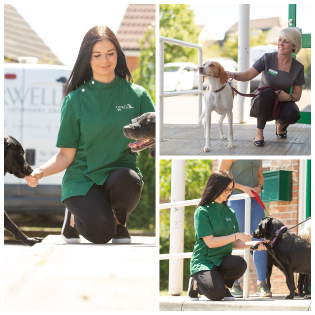 Review Orwell Veterinary Group image 23353