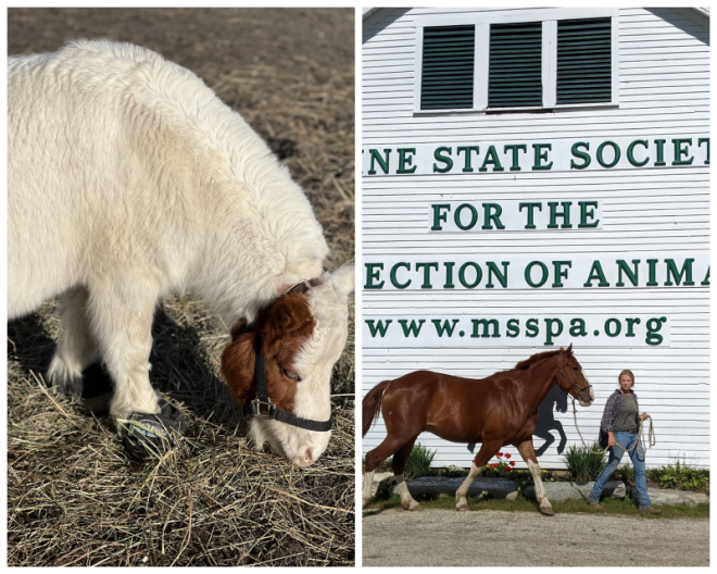 Review Maine State Society for the Protection of Animals image 160688