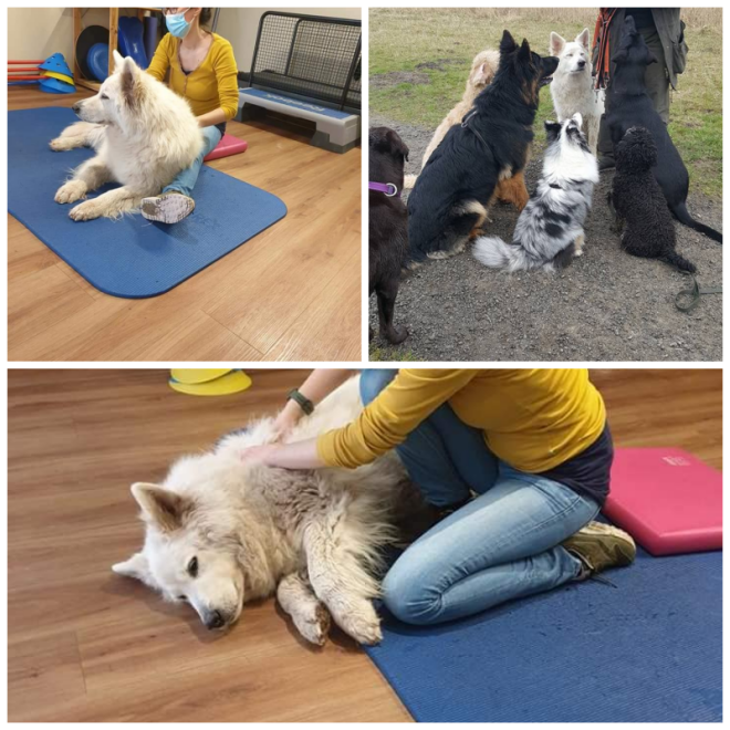 Review Instinct dog behavior & training image 302089