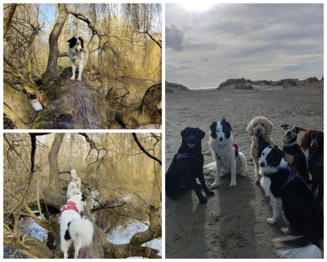 Review Instinct dog behavior & training image 302091