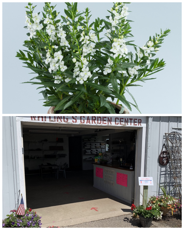 Review Jim whiting nursery & garden image 305034