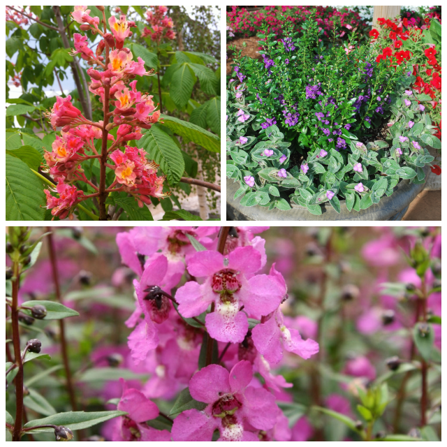 Review Jim whiting nursery & garden image 305035