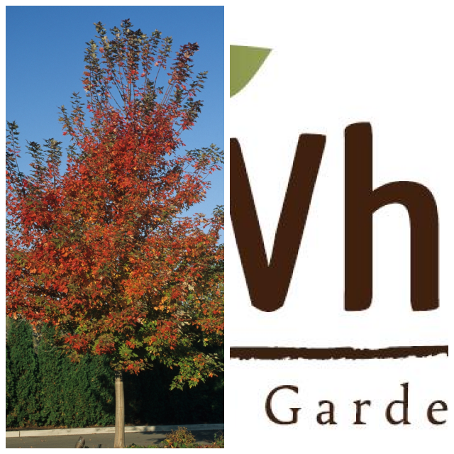 Review Jim whiting nursery & garden image 305036