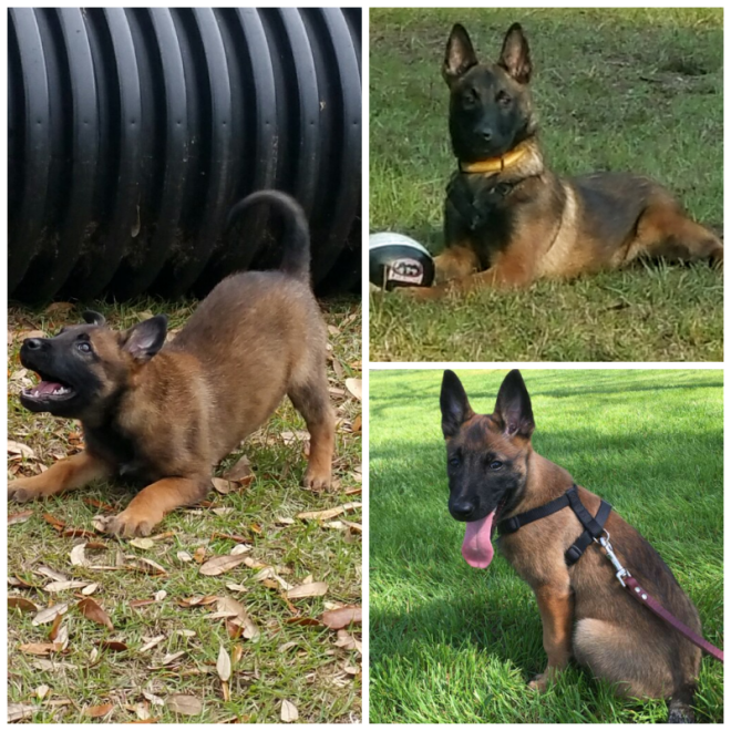 Review North Alabama Belgian Malinois image 51735