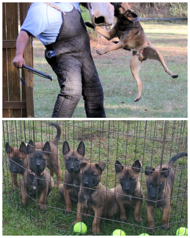 Review North Alabama Belgian Malinois image 51736