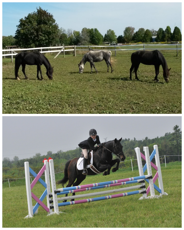 Review Manoravon Stables image 173782