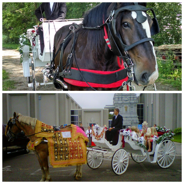 Review The Hitching Company image 39790