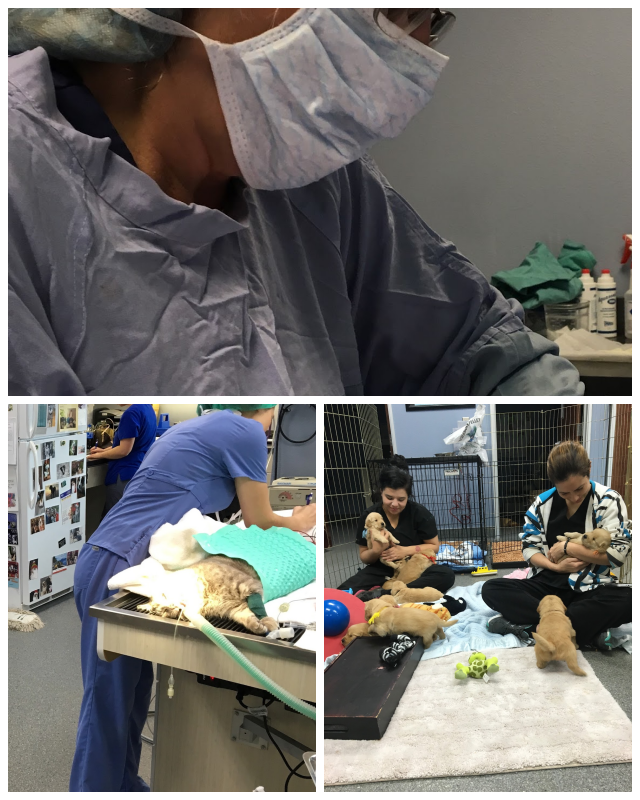Review Orchard view veterinary center image 332886