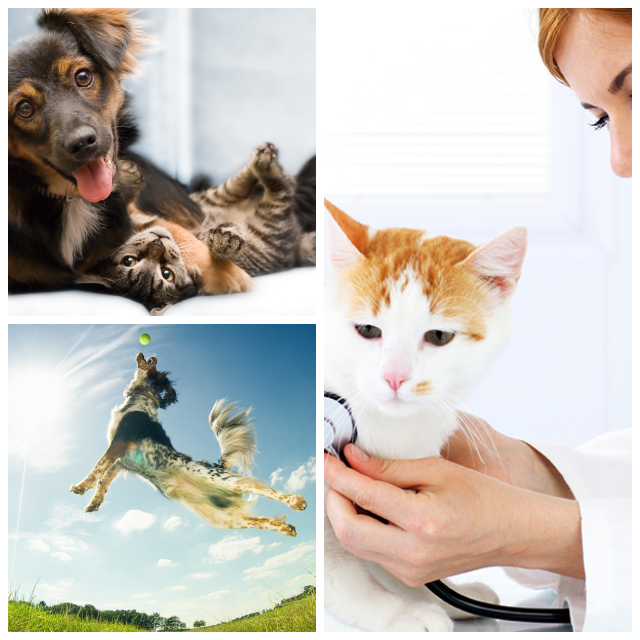 Review Germantown Veterinary Clinic image 11310