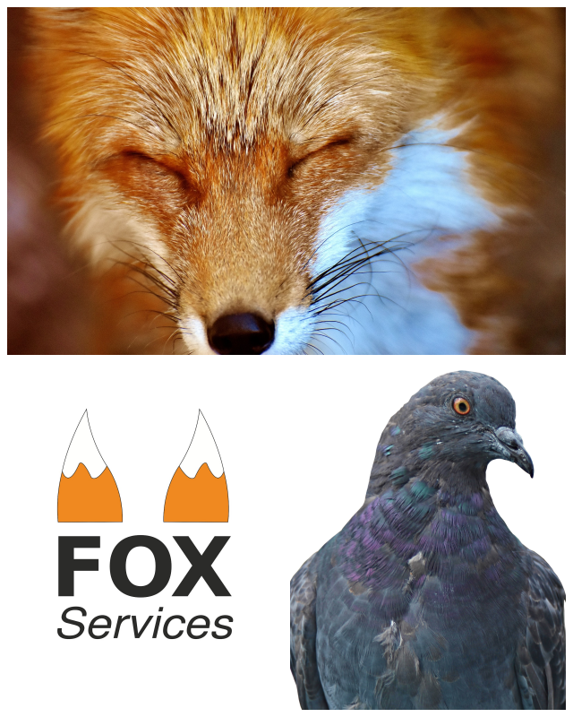 Review Fox Janitorial Services, Inc. image 181873