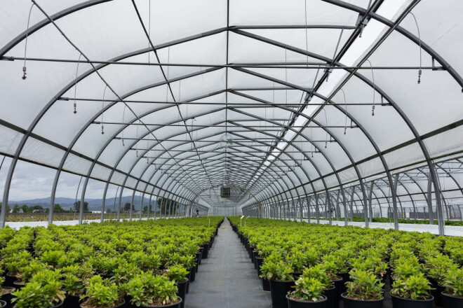 Review Harnois Greenhouses image 358830