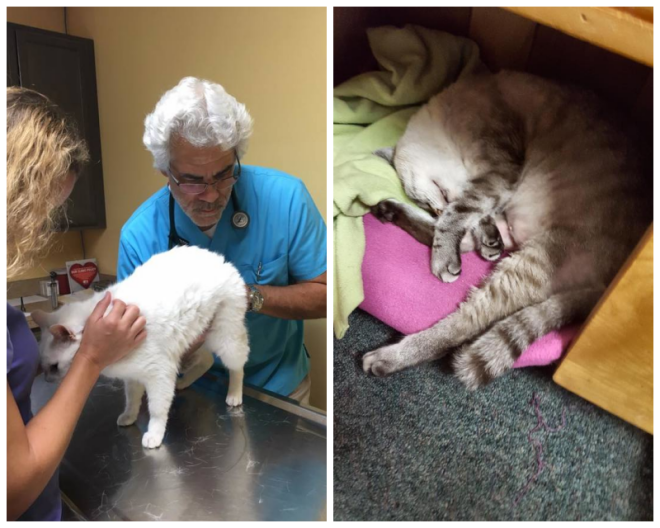 Review Manatee veterinary clinic image 316997
