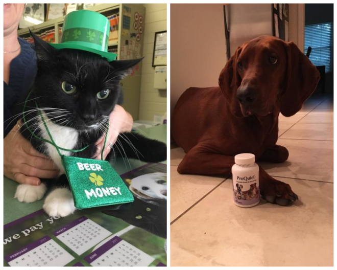 Review Manatee veterinary clinic image 316999