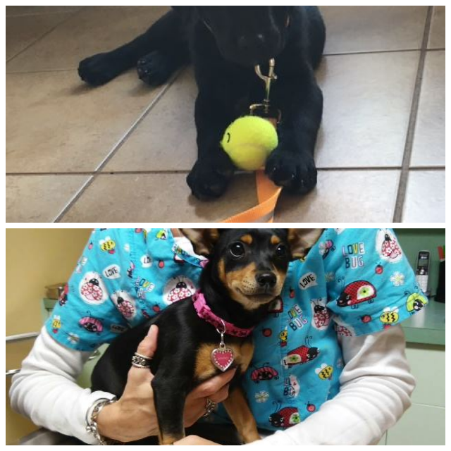 Review Manatee veterinary clinic image 317000