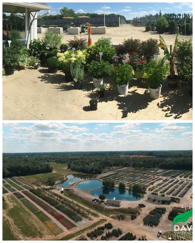 Review Davis tree farm and nursery image 272079