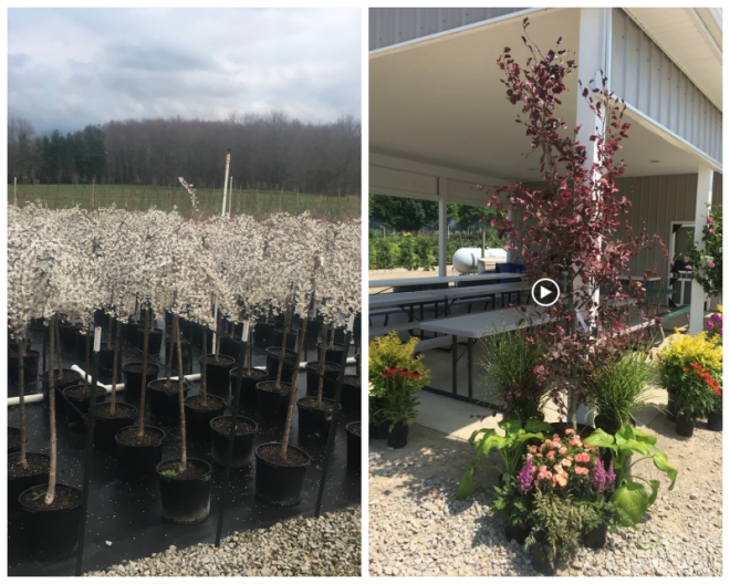 Review Davis tree farm and nursery image 272080