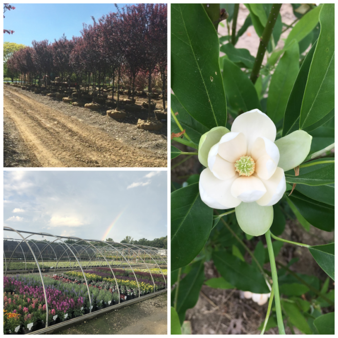 Review Davis tree farm and nursery image 272081