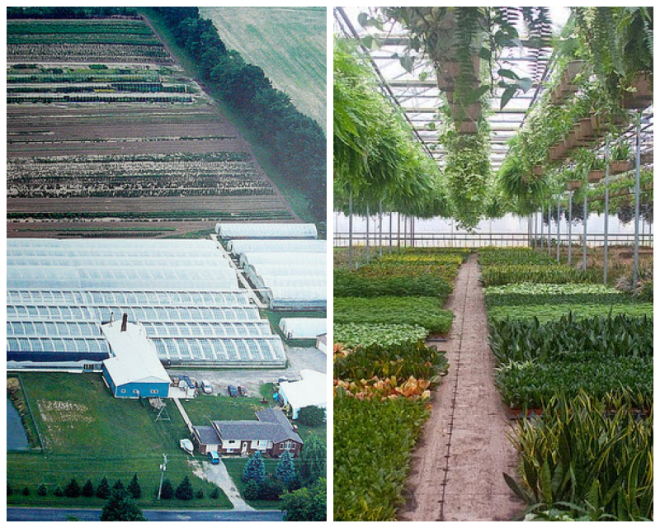 Review Slappendel Greenhouses image 167247