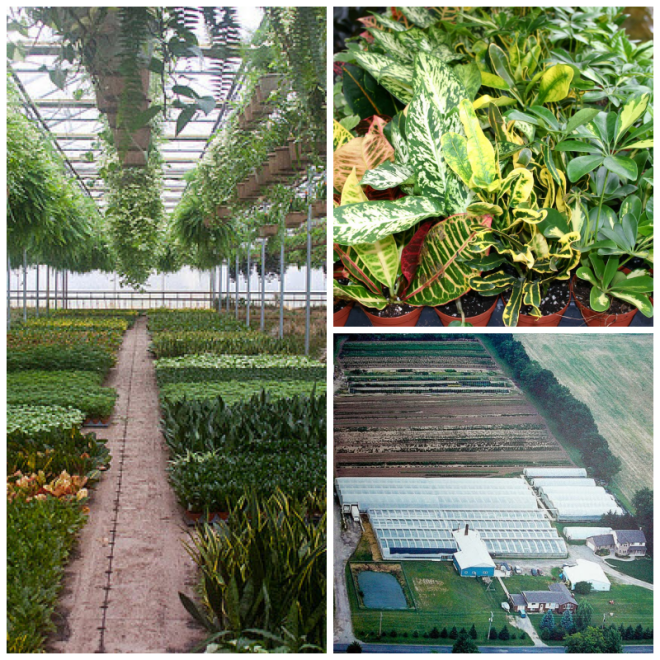 Review Slappendel Greenhouses image 167248