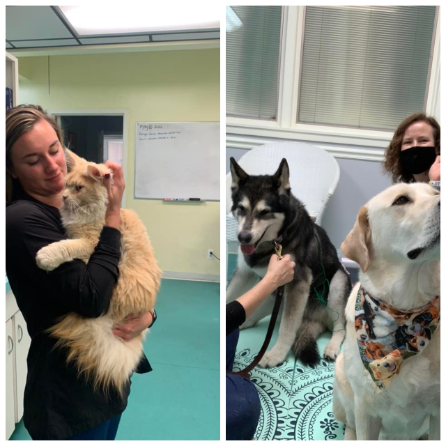 Review Spotsylvania animal hospital image 311827