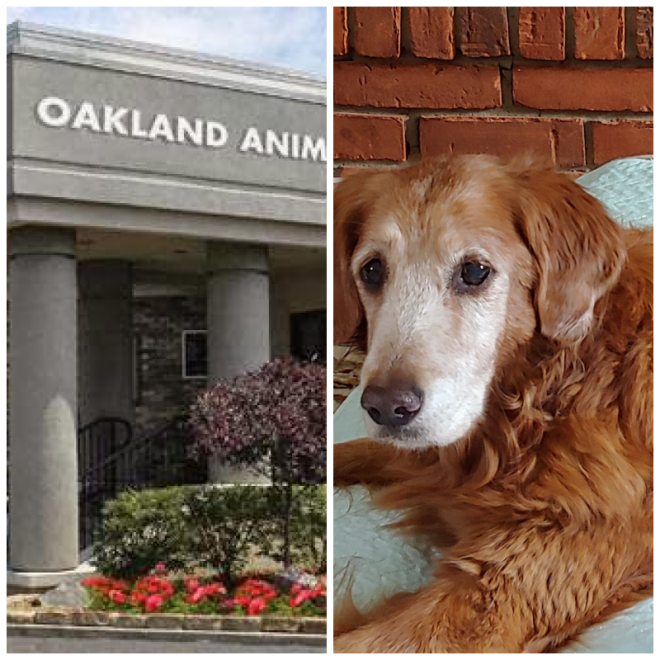 Review Oakland animal hospital image 330135