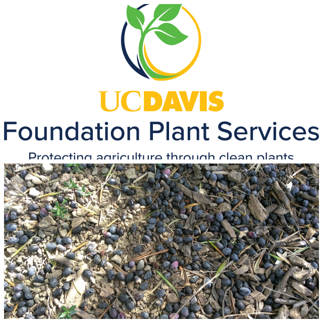 Review Foundation Plant Services at UCDavis image 53629