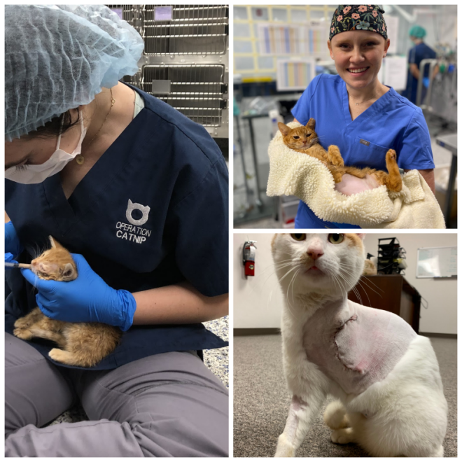 Review Operation Catnip of Gainesville, Inc image 184062