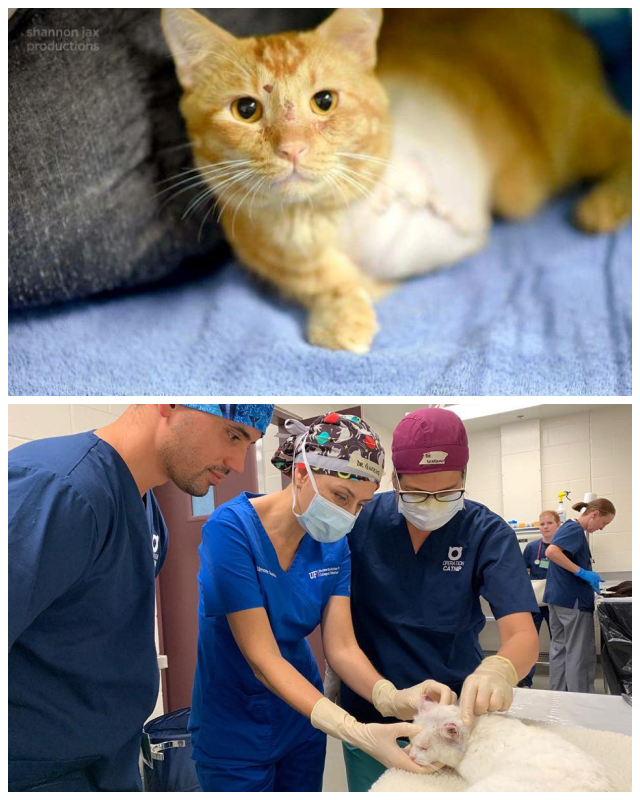 Review Operation Catnip of Gainesville, Inc image 184063