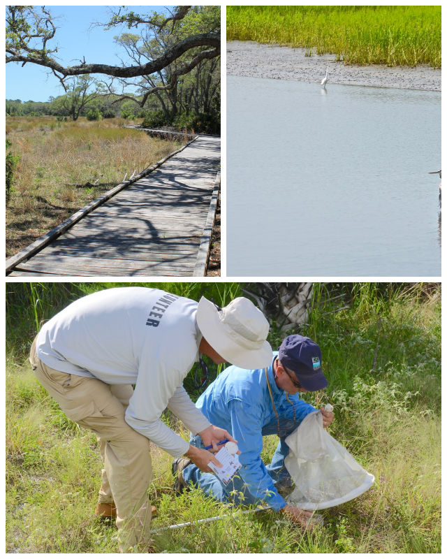 Review Guana-Tolomato-Mantansas National Estuarine Research Reserve image 91459