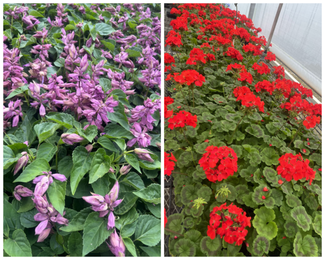 Review Quail hollow nurseries inc image 341838