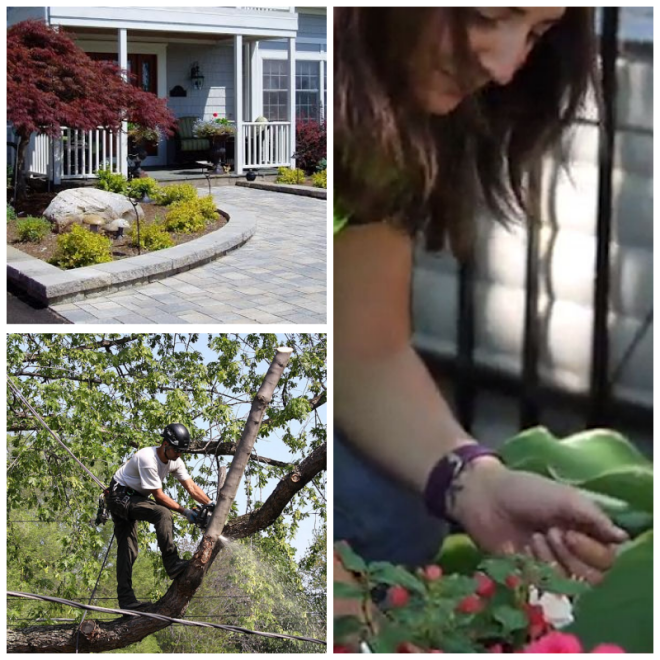 Review Birchcrest Tree & Landscape image 134144