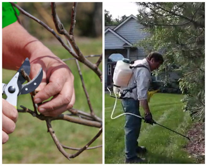 Review Birchcrest Tree & Landscape image 134148