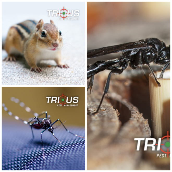 Review Trius Pest Management image 74674