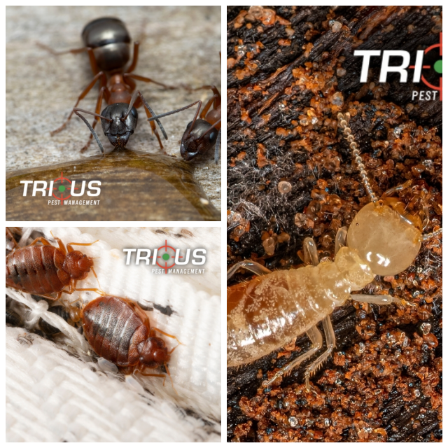 Review Trius Pest Management image 74675