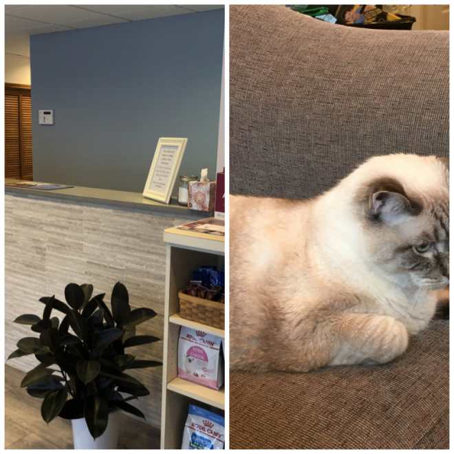 Review Lincolndale veterinary ctr image 313425