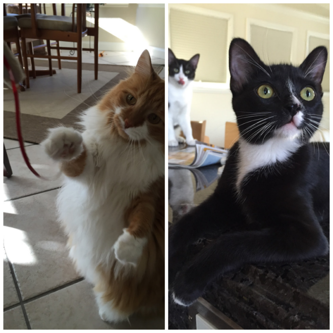 Review Kristin's Kitty Care image 176692