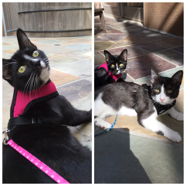 Review Kristin's Kitty Care image 176694