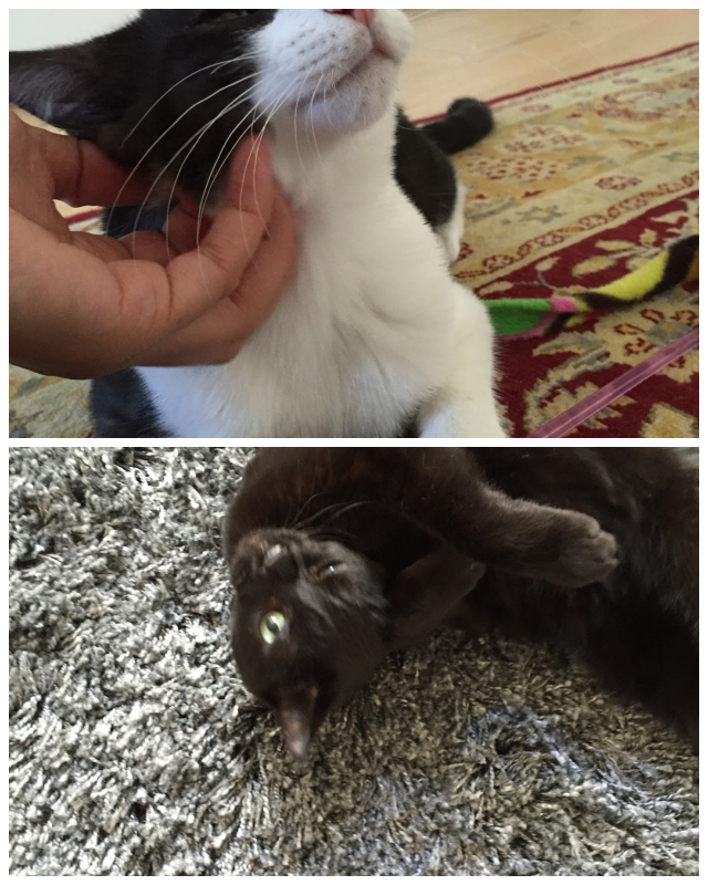 Review Kristin's Kitty Care image 176695