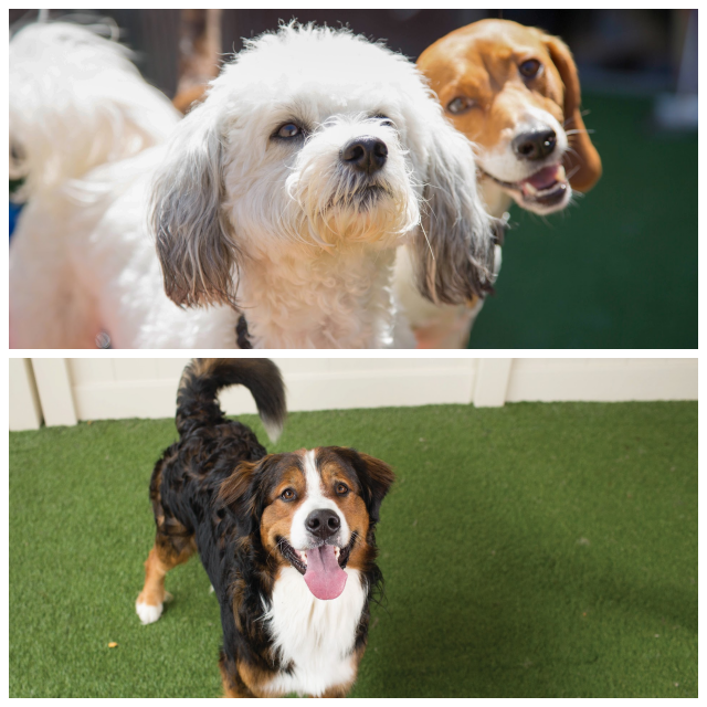 Review Camp Bow Wow Lafayette image 87576