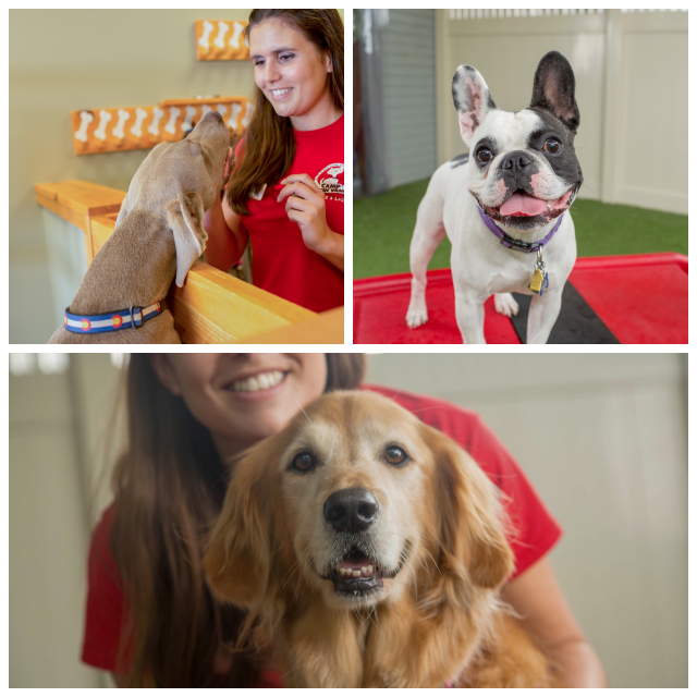 Review Camp Bow Wow Lafayette image 87577