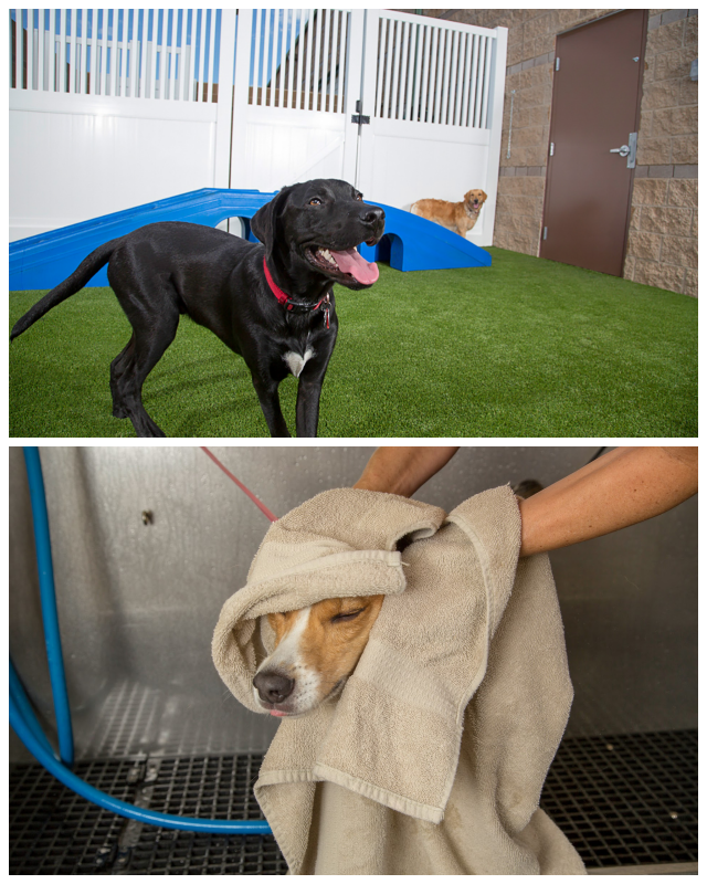 Review Camp Bow Wow Lafayette image 87579