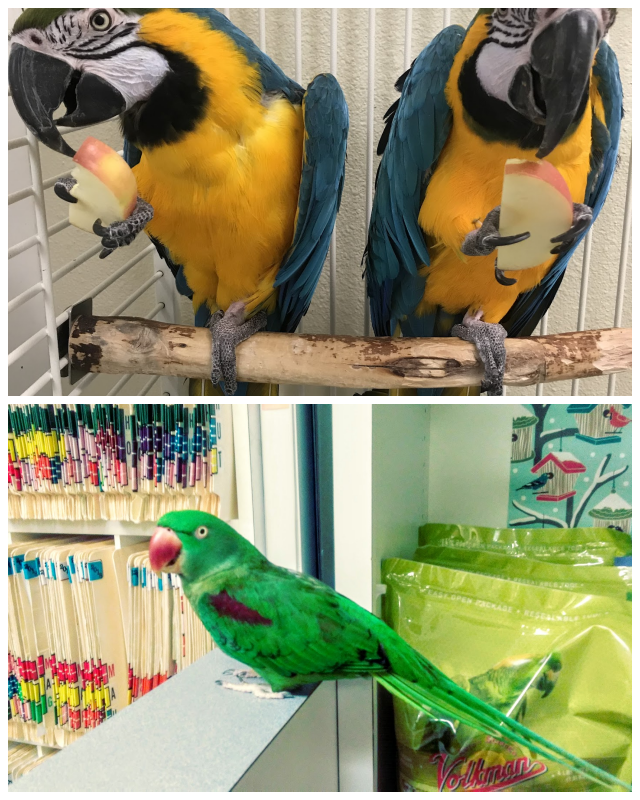 Review Avian Medical Center image 172988