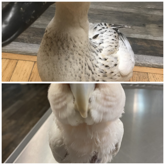 Review Avian Medical Center image 172989