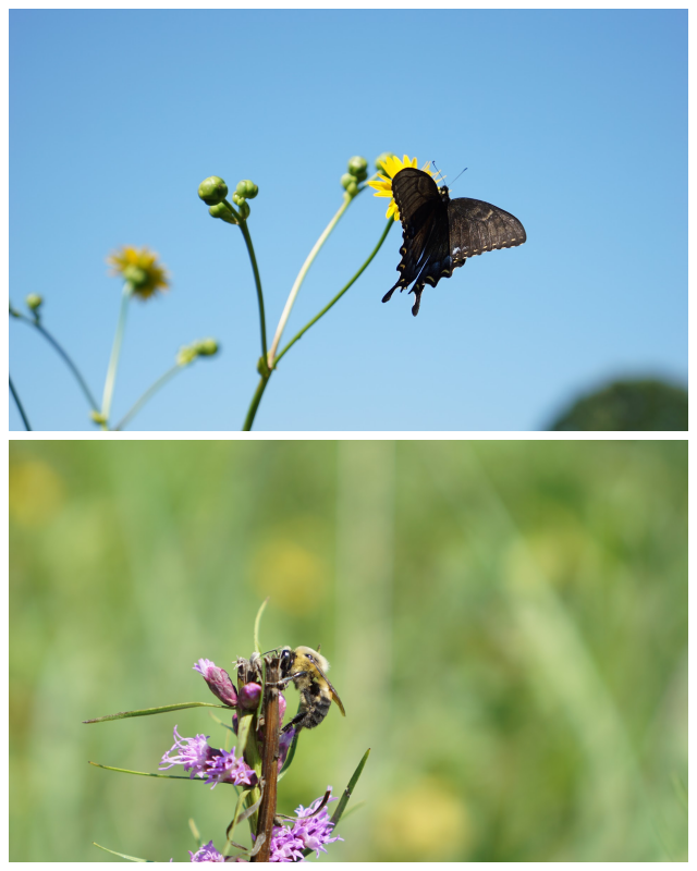 Review Wehr Nature Center - Milwaukee County Park System image 118281